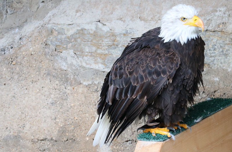 usa, raptor, eagle, one animal, bird of prey, day, full length, animal wildlife, 5K, black color, bald eagle, no people, animal body part, falconry, outdoors