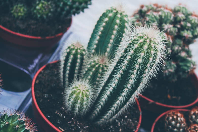 brush, fig, houseplant, inflatable, nature, ice pop, durian, apparel, fruit, cactus, spiky, toothbrush, no people, oval, sharp, thorn, needle - plant part