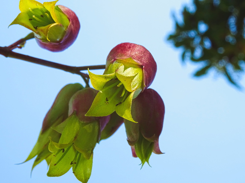red, food, nature, healthy eating, plant part, blue, goethe plant, green yellow, sky, freshness, leaf, meaty, day, tropical, wellbeing, focus on foreground