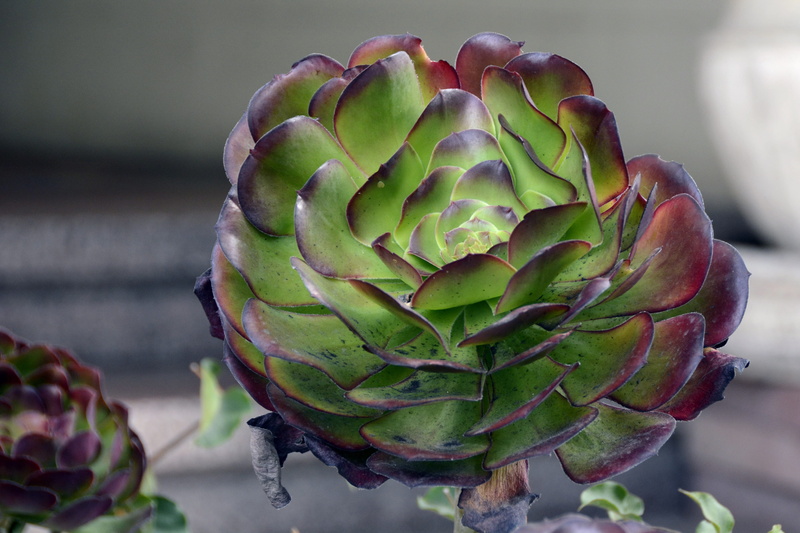 healthy eating, thick sheet greenhouse, focus on foreground, sepal, wellbeing, leaves, rosettes, green, green color, aeonium, plant, crassulaceae, nature