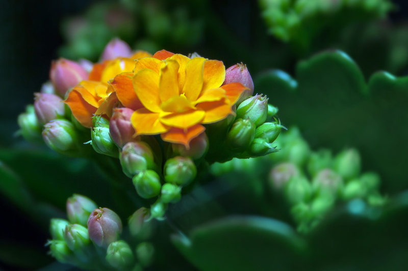 yellow, petal, Blossom, day, Kalanchoe, nature, kalanchoe globulifera, green yellow, purple, beauty in nature, red, flowering plant, fragility, growth