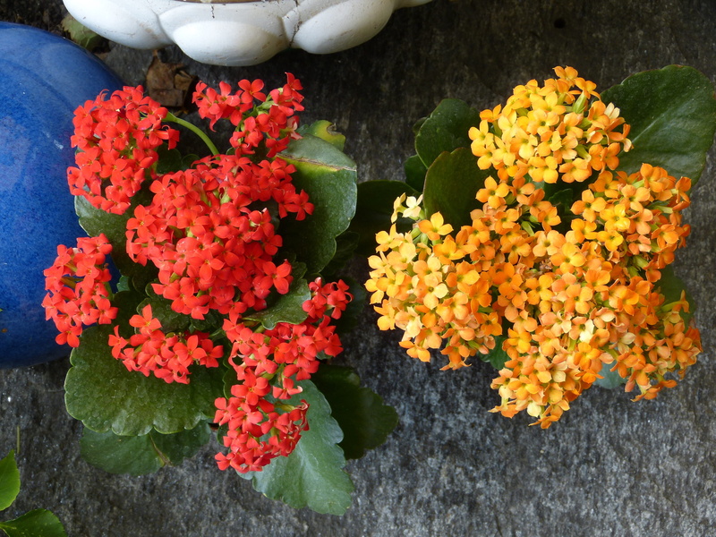 nature, petal, kalanchoe globulifera, kalanchoe blossfeldiana, Flaming, meaty, bunch of flowers, thick sheet greenhouse, bouquet, day, inflorescence, high angle view