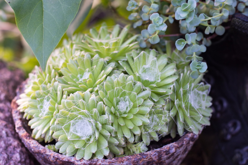 meaty, spinnfaden, leaf, fragility, day, succulent plant, stone garden, purple, stone flower, food, flowering plant, high angle view, plant part, thick sheet greenhouse