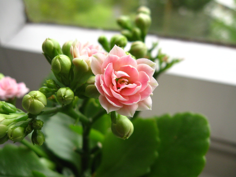 window, vulnerability, freshness, succulent, bouquet, meaty, petal, no people, flower head, close-up, inflorescence, pink color, kalanchoe, rose, outdoors