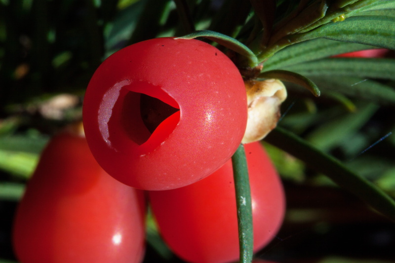 food and drink, red, plant, fruit, wellbeing, food, seeds, no people, beauty in nature, green color, taxus, yew, focus on foreground, tomato, growth, close-up
