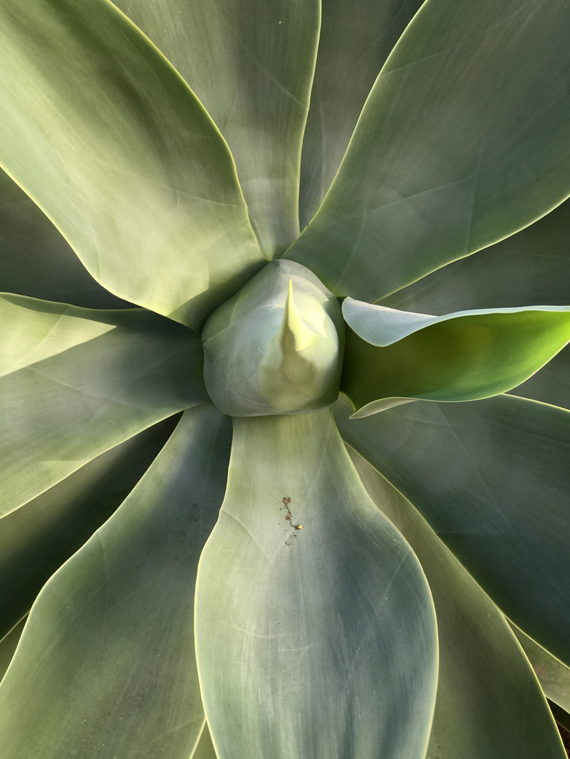succulent, agave, close-up, pattern, prickly, liliaceae, green, no people, growth, leaves, leaf, close, flower, 4K, succulent plant, nature, botany, meaty