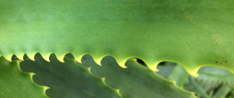 spur, wave, backgrounds, meaty, studio shot, 2K, indoors, panoramic, aloe, day, abstract, colored background, tropics, dandelion, background, agavengewächs