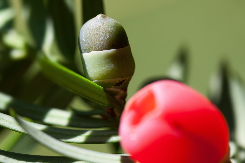 selective focus, Yew, Periwinkle, red, nature, food, ingredients, plant part, flower, food and drink, focus on foreground, toxic, close-up, green, Plant