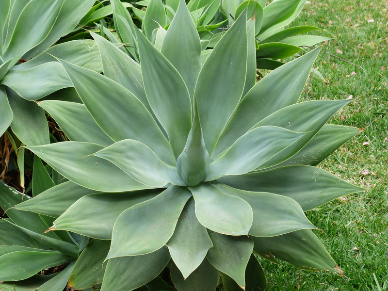 land, natural pattern, Leaves, beauty in nature, day, Agave, freshness, botany, tranquility, Dragon Tree, dragon tree-agave, field, growth, 4K, agriculture