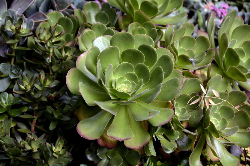 green color, healthy eating, leaves, close-up, crassulaceae, succulent plant, thick sheet greenhouse, succulent, flowering plant, plants, outdoors, backgrounds