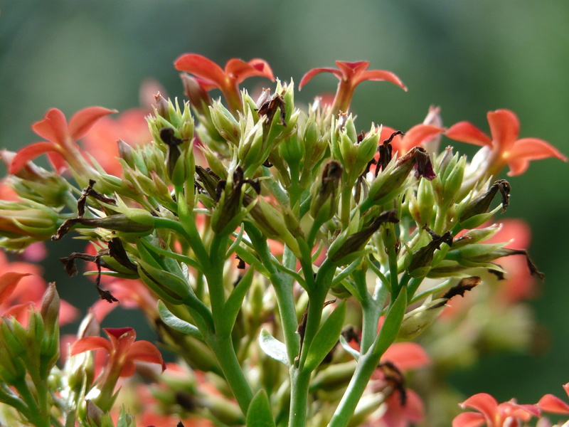 beauty in nature, leaves, crassulaceae, kalanchoe blossfeldiana, freshness, selective focus, 2K, day, kalanchoe, focus on foreground, kalanchoe globulifera