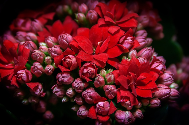 meaty, kalanchoe blossfeldiana, flowers, flower arrangement, flower head, flaming käthchen, springtime, plant, thick sheet greenhouse, inflorescence, growth