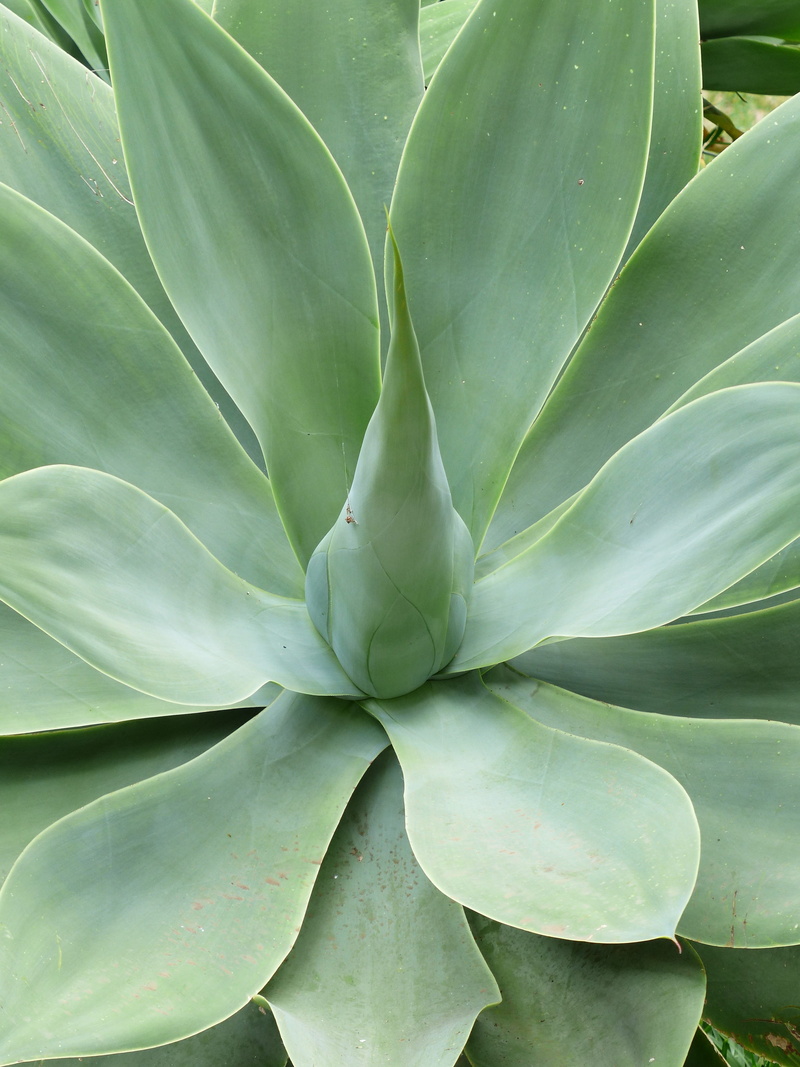 high angle view, growth, plant, outdoors, agave attenuata, green, pointed, green color, dragon tree-agave, no people, backgrounds, day, agavengewächs, full frame