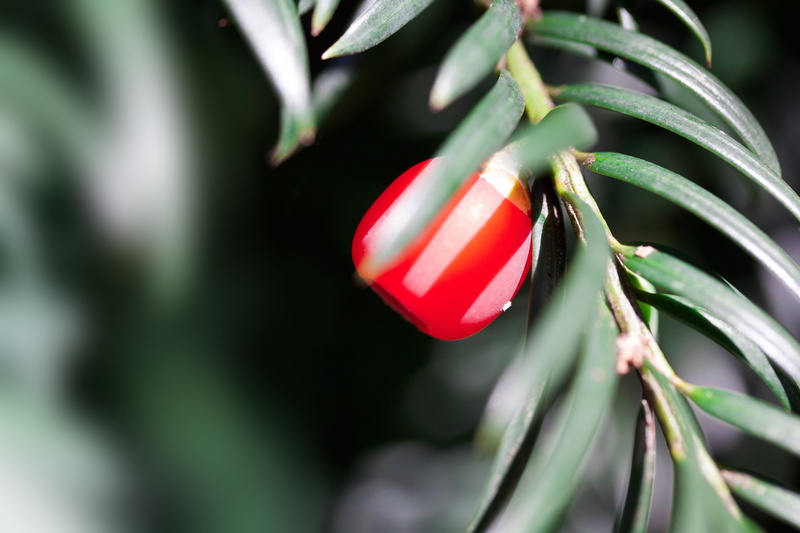 growth, vegetable, yew family, bush, cup shaped, food and drink, green color, taxus, gardening, day, conifer, macro, leaf, food, ripe, close-up, freshness