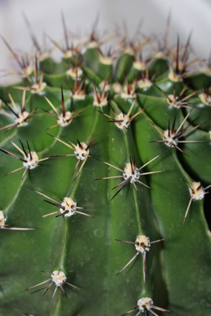 day, sharp, plant, security, cactus, succulent plant, needles, thorn, growth, full frame, outdoors, meaty, spiked, no people, nature, green color, beauty in nature