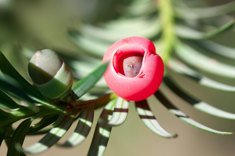 toxic, freshness, pink color, 4K, close-up, growth, beauty in nature, tree, Taxus, macro, ingredients, meaty, fragility, day, Bush, taxin, red, seed coat