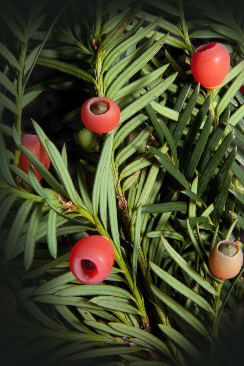 ripe, christmas, yew family, seed coat, Yew, green color, plant part, leaf, close-up, food and drink, christmas ornament, tomato, meaty, cup shaped, wellbeing