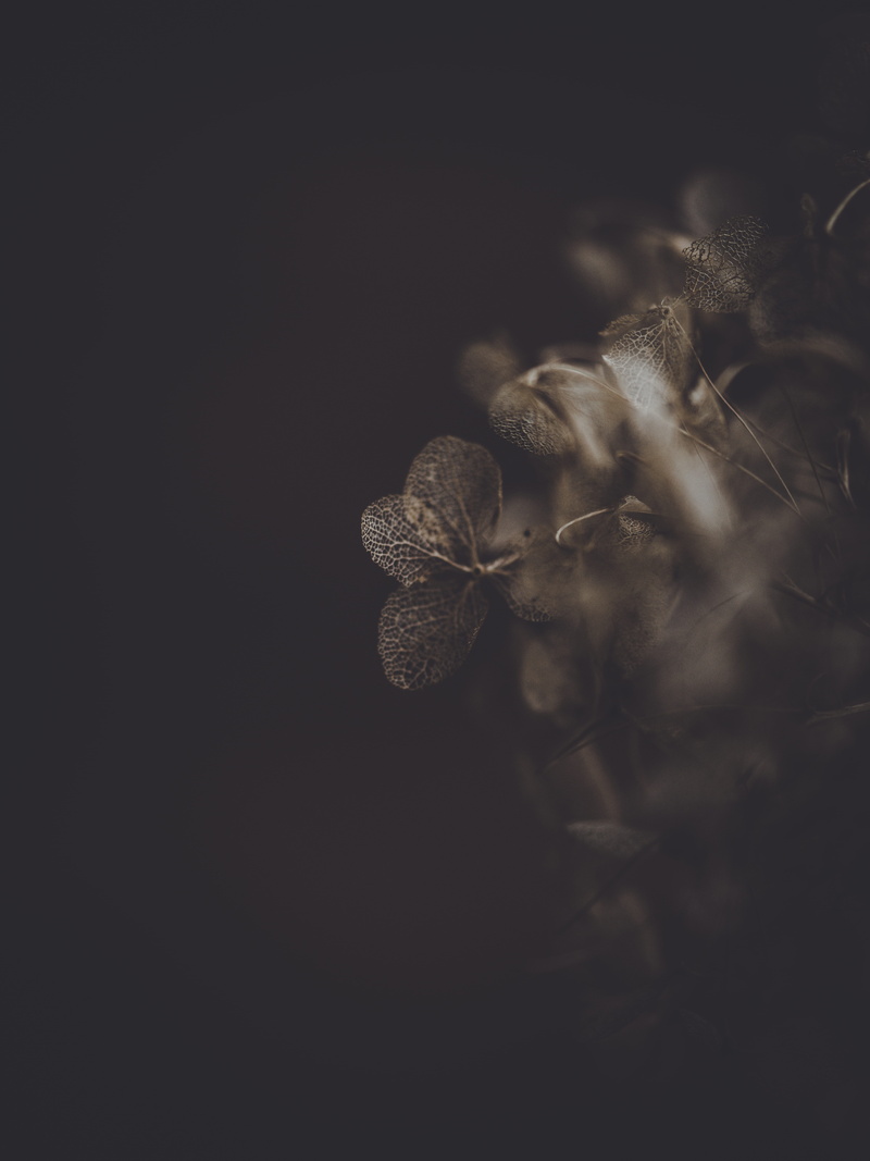 flare, banister, photo, image, black, plant part, photography, black background, aquatic, indoors, 8K, plant, brown, tree, veins, growth, selective focus