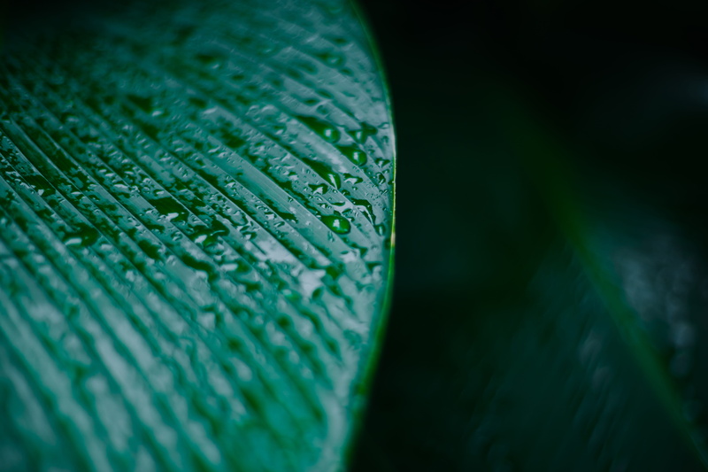 beauty in nature, 5K, mosquito net, no people, selective focus, drink, leaf, mojito, blue, green color, tree, selective, freshness, close-up, growth, magnifying