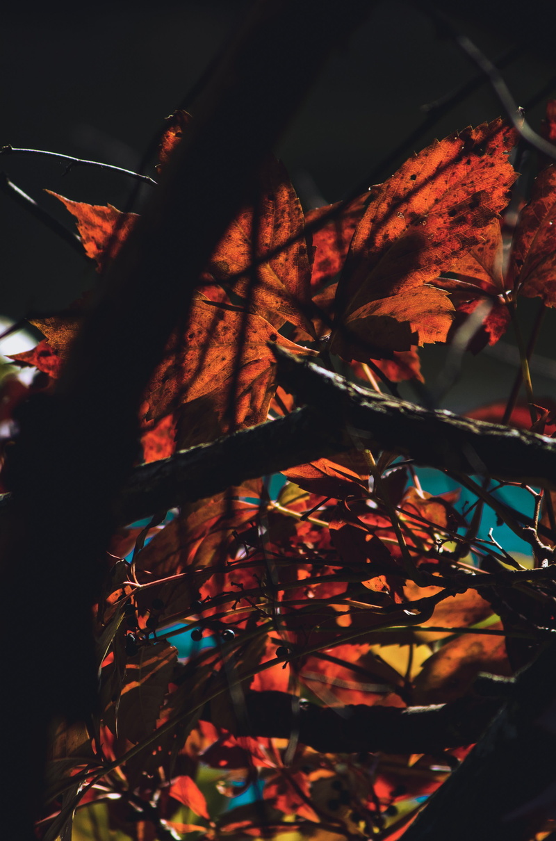 outdoors, alphabet, orange color, text, light, asphalt, branch, leaf, plant part, autumn, maple, natural condition, art, crystal, selective focus, tree