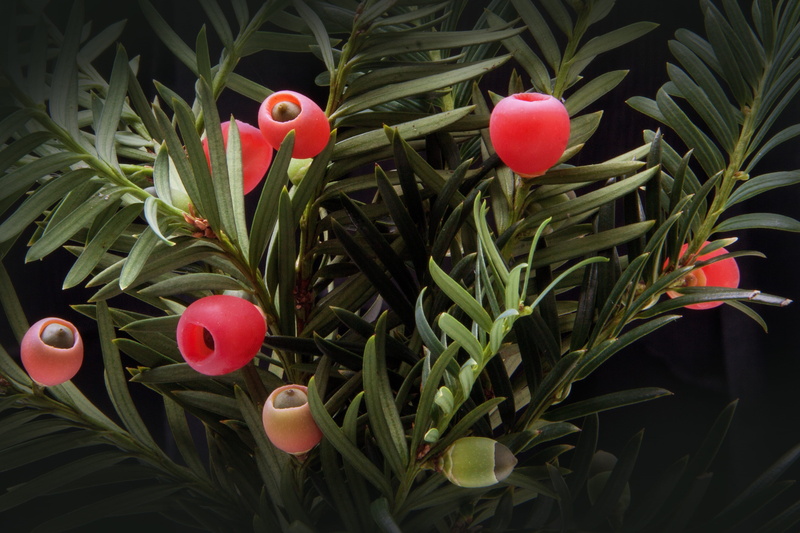 green, flower, freshness, leaf, seeds, cup shaped, fragility, yew family, meaty, conifer, day, 4K, taxin b, vulnerability, petal, food, close-up, plant part