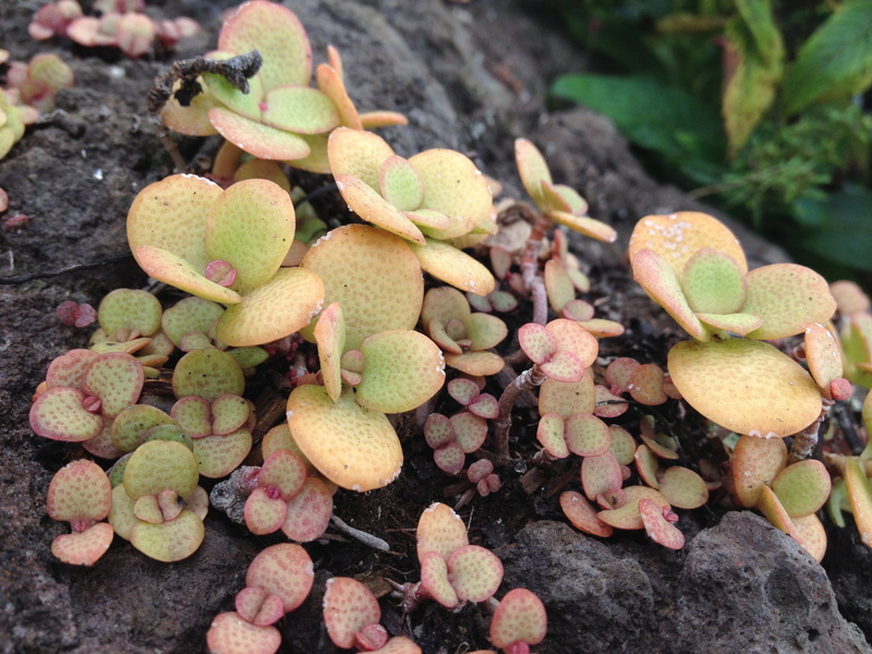 money tree, succulent, growth, freshness, crassula ovata, lucky plant, solid, nature, rock, land, close-up, food, day, 2K, outdoors, rock - object, food and drink