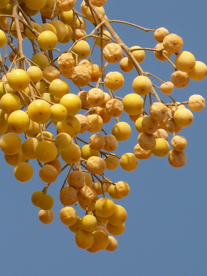 4K, money, day, bush, yellow, nature, sky, tree, blue, freshness, plant, outdoors, Travel, Holiday, berry, abundance, growth, close-up, no people, bunch