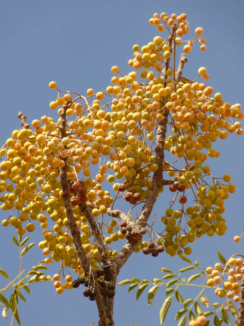 Middle East, tree, close-up, money, low angle view, springtime, vulnerability, clear sky, no people, bush, Holiday, sky, growth, yellow, branch, nature