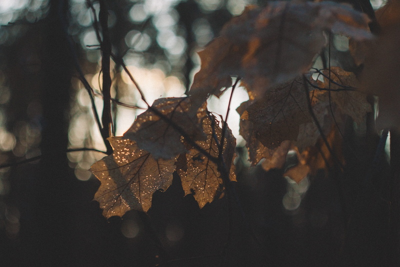 autumn, leaf, land, day, droplet, money, plant part, light, close-up, branch, food, maple, veins, outdoors, maple leaf, 4K, change, tranquility, nature