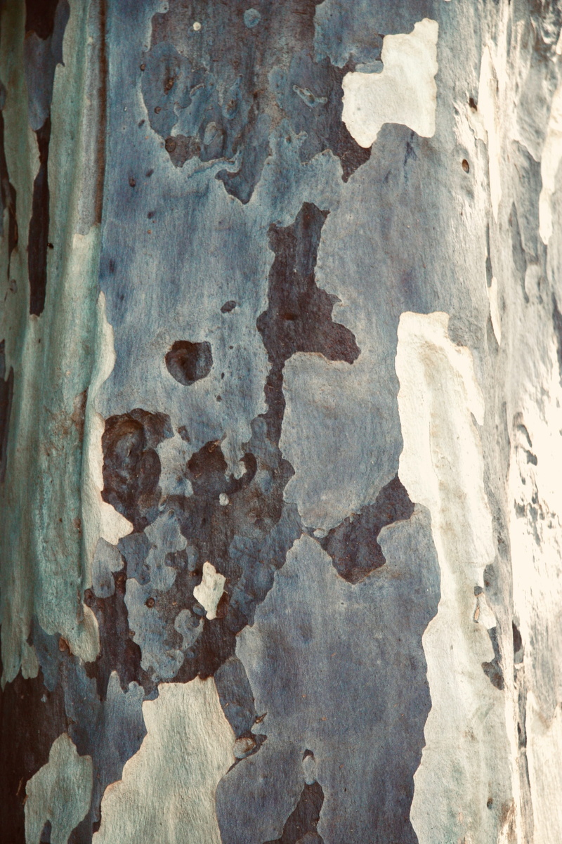deterioration, money, plant, dime, rust, stain, pattern, slate, decline, weaponry, old, painting, 2K, Tree abstract, polka dot, outdoors, wall - building feature