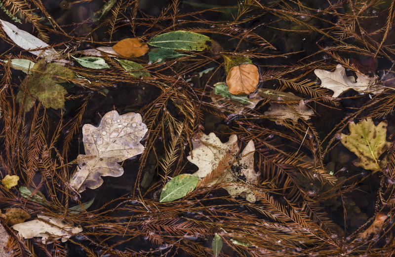 photography, mushroom, day, land, no people, veins, water, 5K, tree, animal, tranquility, plant part, forest, agaric, outdoors, ground, ice, growth, leaves
