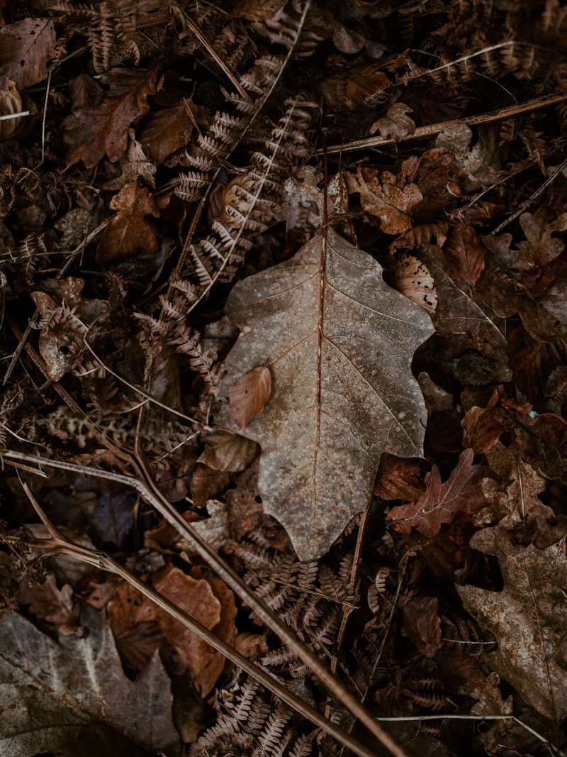 plant, outdoors, directly above, veins, natural condition, beauty in nature, fern, ground, day, autumn, seed, moss, 8K, fragility, vegetable, dried, produce