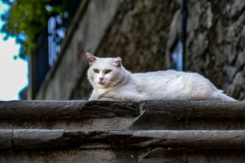 looking, woman, pets, looking at camera, kitten, vertebrate, animal, friends, domestic animals, love, kitty, nature, 5K, dog, hug, focus on foreground