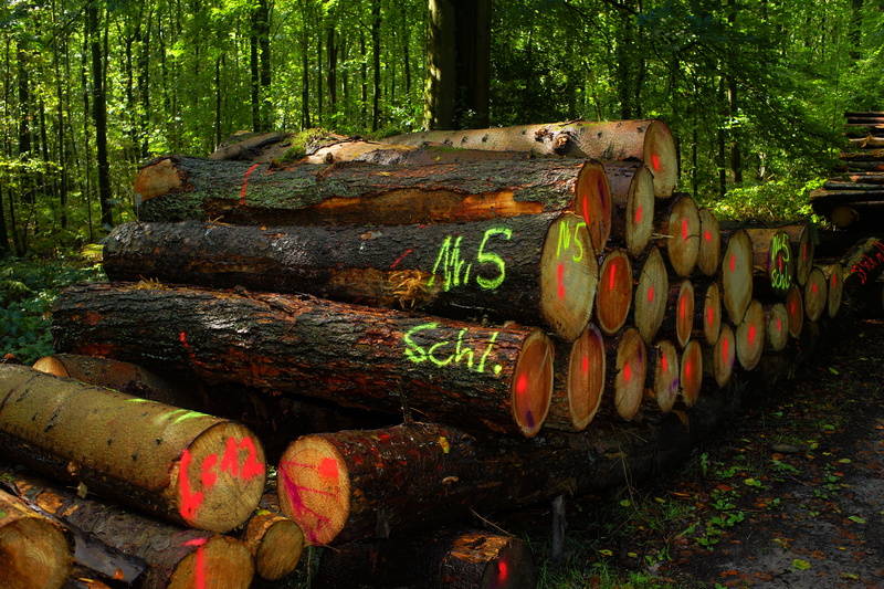 land, stack, wood - material, deforestation, like, marketing, timber, outdoors, trunk, woodland, daytime, tree trunk, firewood, wood pile, plant, scan