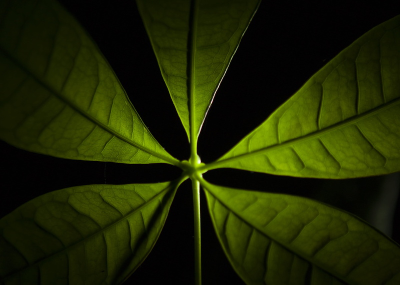 leaf vein, no people, leaf, indoor flora, green, black background, backgrounds, growth, plant part, money tree, indoor plant, digital composite, nature
