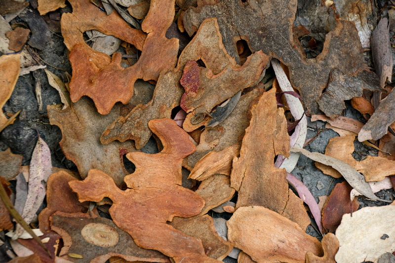 food and drink, leaves, day, leaf, outdoors, nickel, fern, plant, autumn, still life, coin, plant part, animal, insect, full frame, pattern, directly above