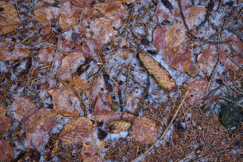 growth, leaves, leaf, 4K, outdoors, brown, coin, no people, tranquility, rubble, high angle view, ground, forest, frozen, germany, textured, cricket insect