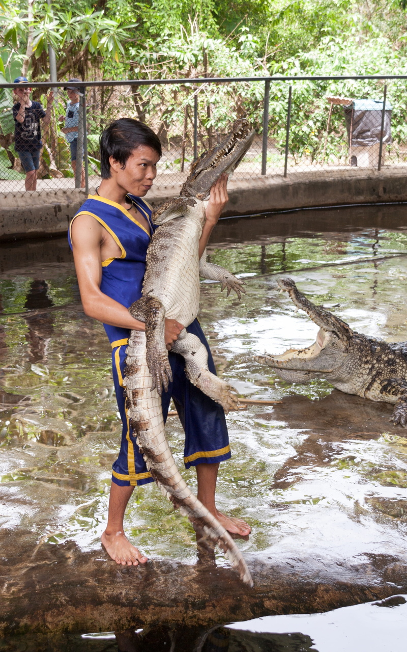 lifestyles, to earn money, water, risk, young adult, males, outdoors, lake, reptile, plant, 4K, thailand, mature men, men, crocodile, danger, adult, people
