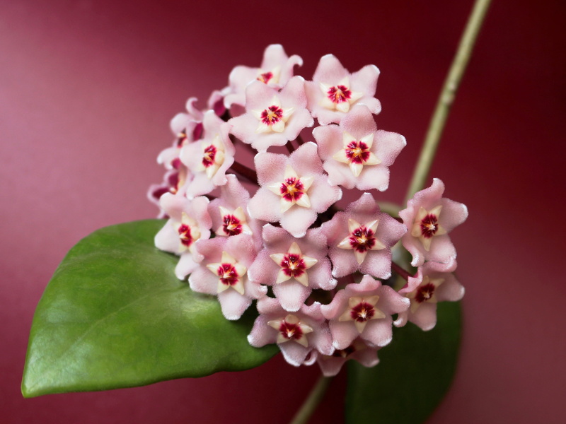 plant, fragility, apocynaceae, tropical plant, pink color, colored background, red, blossoms, porcelainflower, beauty in nature, hoya, nature, studio shot