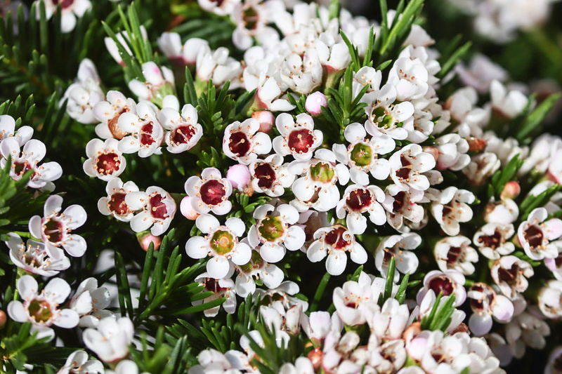 freshness, ornamental shrub, petal, bouquet, flowers, plant, flower head, beauty in nature, white color, springtime, australian, evergreen, flower, 5K