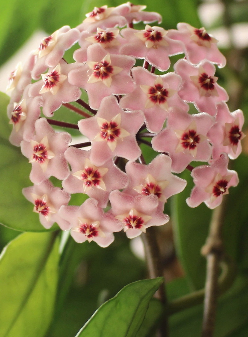 inflorescence, beauty in nature, waxflower, flower, freshness, vulnerability, bunch of flowers, petal, pollen, hoya, nature, flowering plant, no people