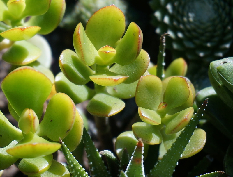 close-up, day, food and drink, 2K, fruit, garden, green Color, container plant, sunlight, freshness, green, leaf, beauty in nature, succulent, growth