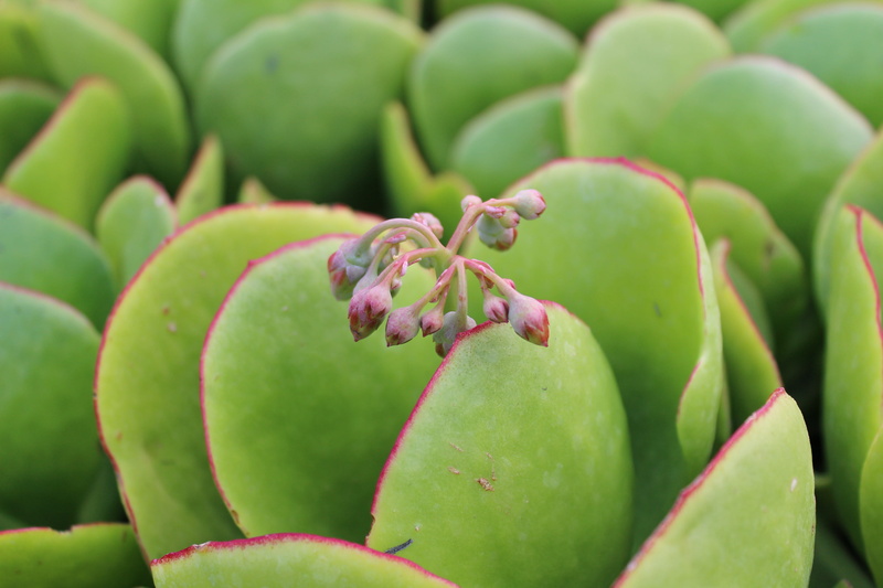 full frame, healthy eating, raw food, plant, green, market, no people, close-up, large group of objects, food and drink, growth, fruit, 5K, flower, nature