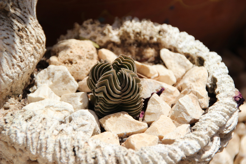 5K, beauty in nature, mediterranean plant, focus on foreground, rock - object, animal, marine, succulent, pattern, animals in the wild, animal themes