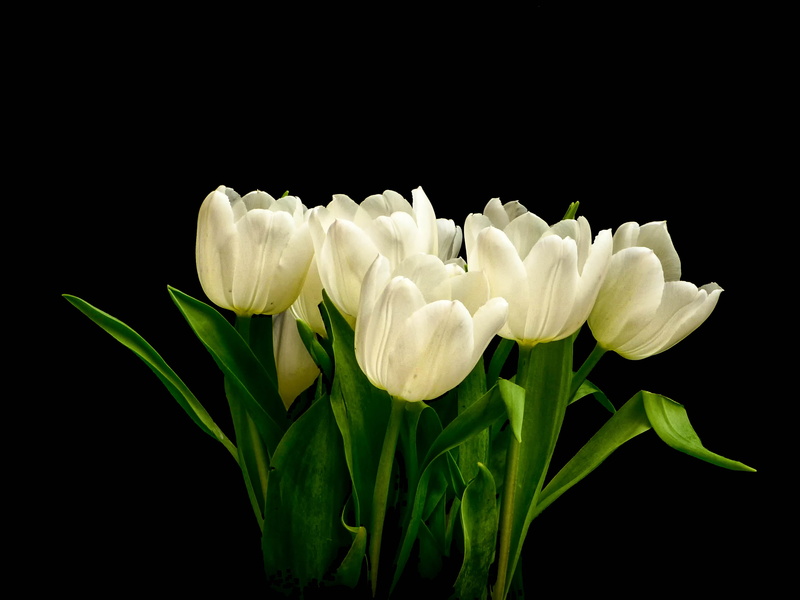 flowers, springtime, A whiter shade of pale, bloom, close-up, 2K, tulip, freshness, plants, hdr, photo, white Tulip, plant, nature, artistic, beauty In Nature