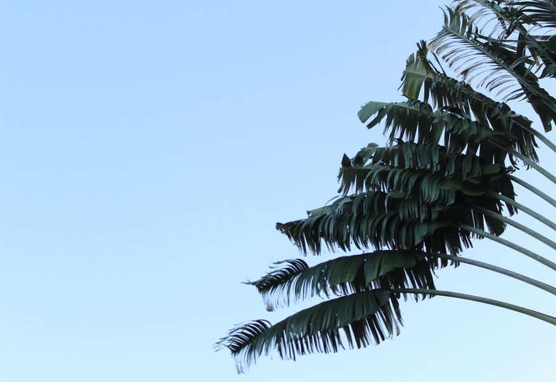 tropical tree, negative space, plant, tropical, caribbean, copy space, palm trees, tree, blue, no people, beauty in nature, plant part, green color, minimalism