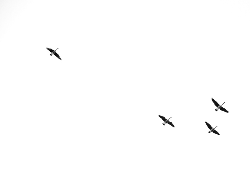 low angle view, black and white, birds, beauty in nature, day, united states, mode of transportation, space, animal wildlife, spread wings, bird, geese