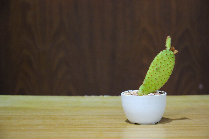 table, copy space, studio shot, leaf, food, nature, simplicity, bowl, no people, plant, focus on foreground, cactus, food and drink, little, healthy eating