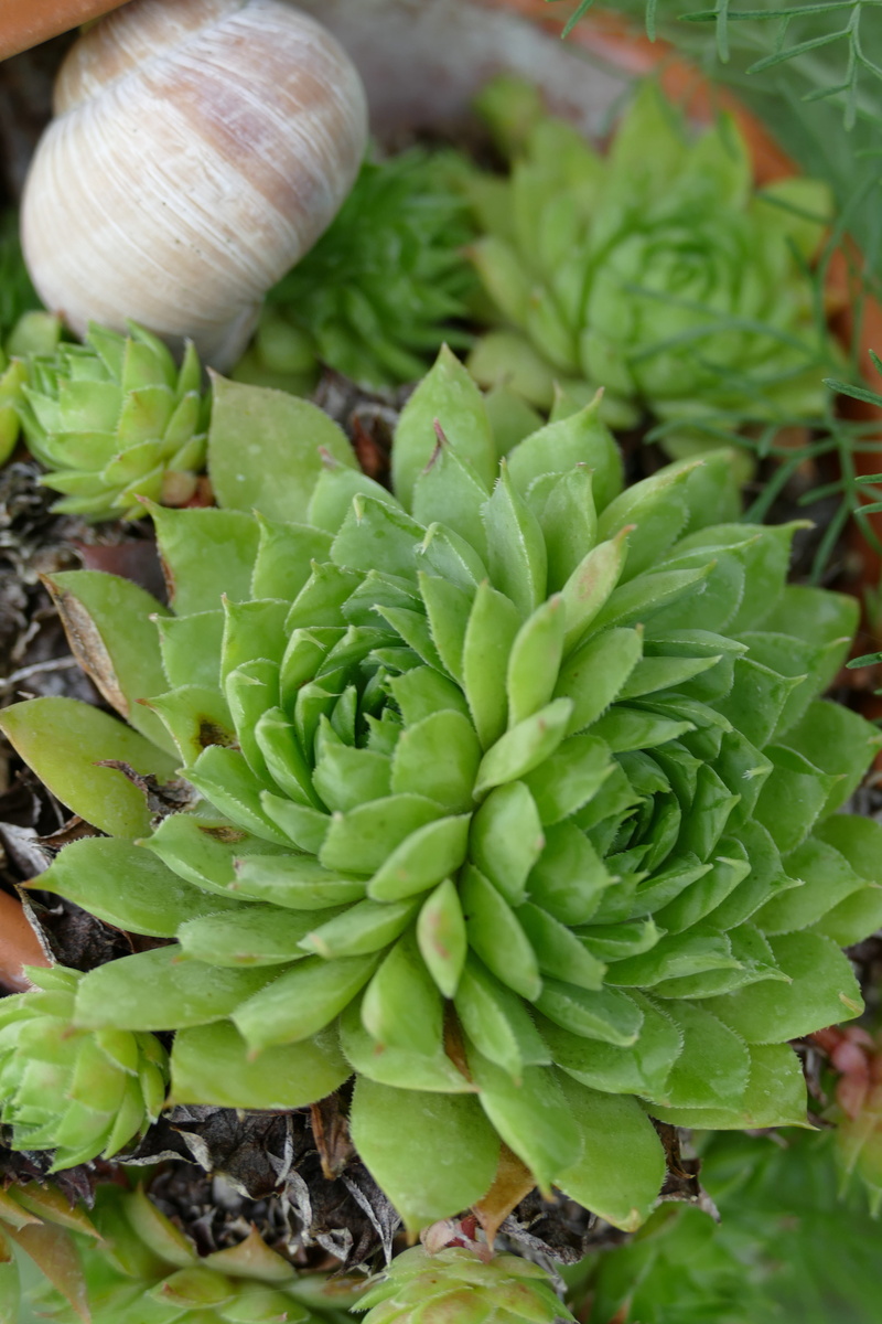 full frame, leaf, plant, focus on foreground, houseleek, nature, healthy eating, wellbeing, succulent plant, day, food, beauty in nature, high angle view