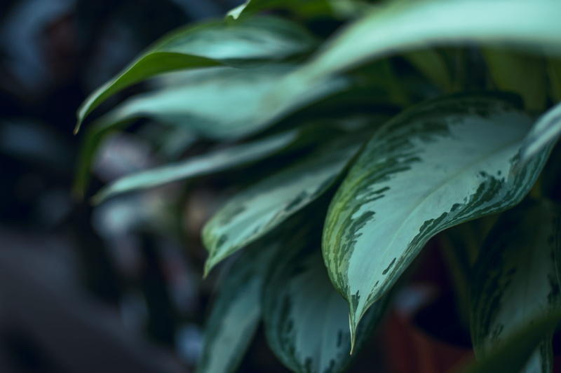 growth, selective, focus, photo, bright, food, plants, healthy eating, 5K, selective focus, day, blurred background, flow, cane, green, colors, no people